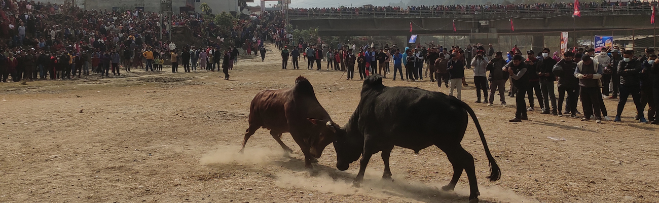 गोरु जुदाई
