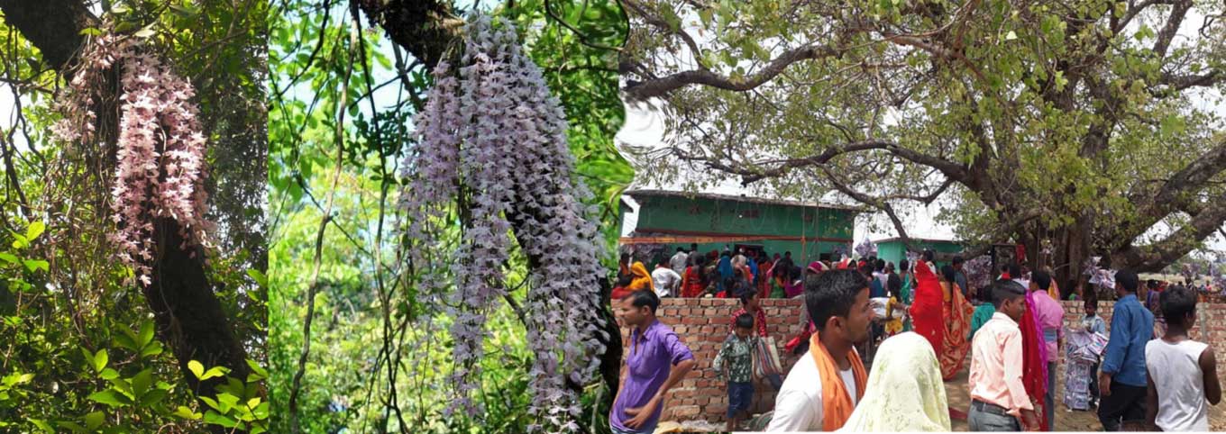 लहानको ऐतिहासिक सलहेश फुलवारीमा नयाँ वर्षको दिन मात्र फुल्ने प्रसिद्ध सौनाखरी फूल।